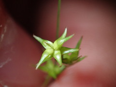 Carex radiata
