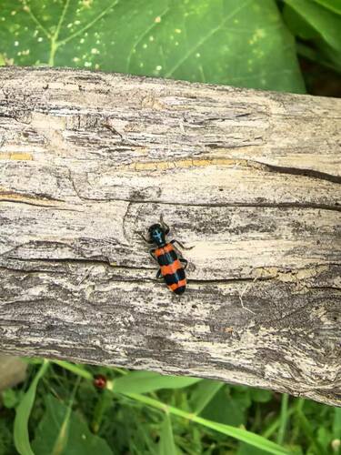 Trichodes sinae