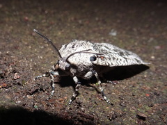 Prionoxystus robiniae