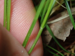 Carex radiata