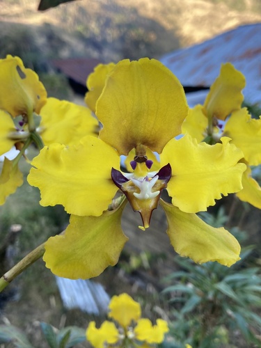 Image of Cyrtochilum macranthum by (c) Francisco Sánchez Karste, some rights reserved (CC BY)