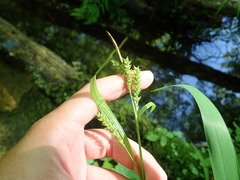 Carex scabrata