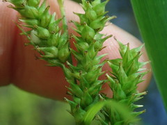 Carex scabrata