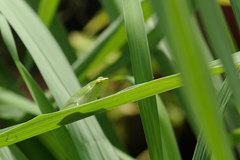 Sphaenorhynchus lacteus