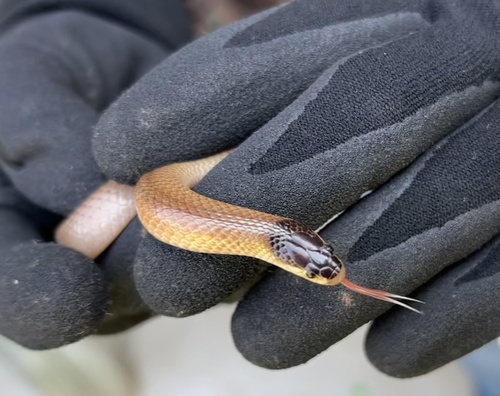 Black-naped Hooded Snake sighting