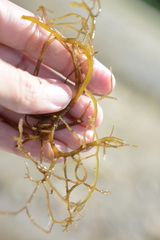 Gracilaria