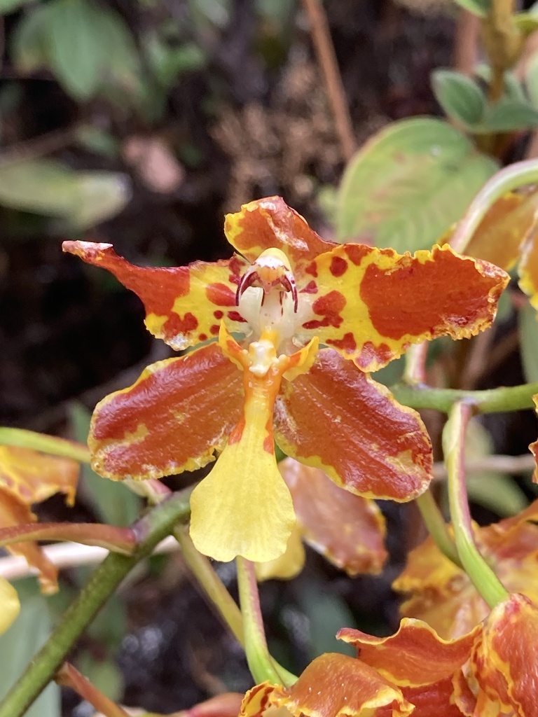 Otoglossum brevifolium