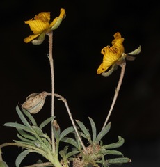 Senna pumilio