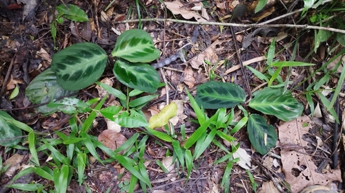 Image of Maranta cristata by (c) Victor Hugo B. Galvão, some rights reserved (CC BY)