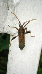 Grammopoecilus flavicornis