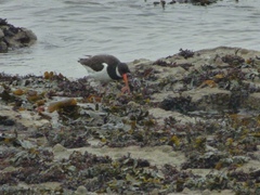 Haematopus ostralegus