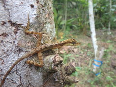 Anolis binotatus
