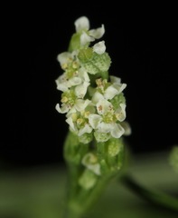 Spermolepis inermis