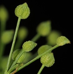 Spermolepis inermis