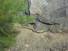 Masticophis lateralis