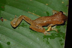 Dendropsophus haraldschultzi