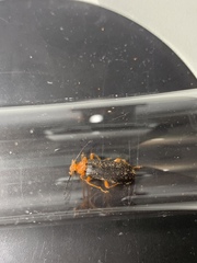 Neopyrochroa flabellata