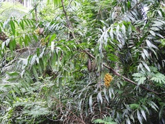 Desmoncus orthacanthos