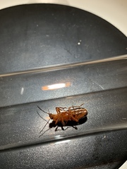 Neopyrochroa flabellata