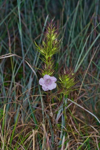 Image of Agalinis densiflora by (c) Michelle W. （鍾偉瑋）, some rights reserved (CC BY)