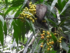 Desmoncus orthacanthos