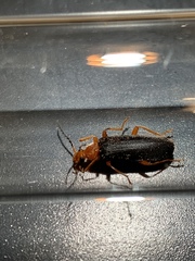 Neopyrochroa flabellata