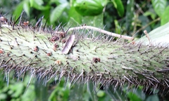 Desmoncus orthacanthos