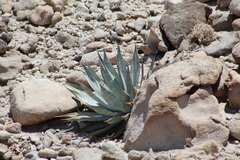 Agave turneri