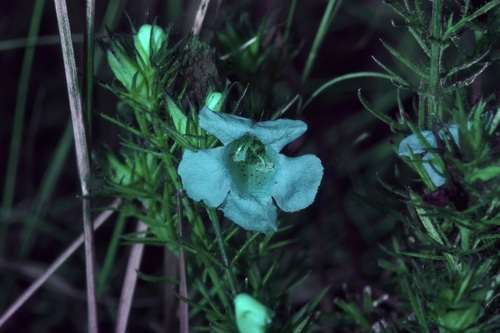 Image of Agalinis densiflora by (c) Michelle W. （鍾偉瑋）, some rights reserved (CC BY)