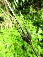 Desmoncus orthacanthos