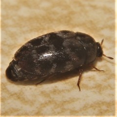 Trogoderma