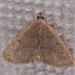 Zanclognatha pedipilalis