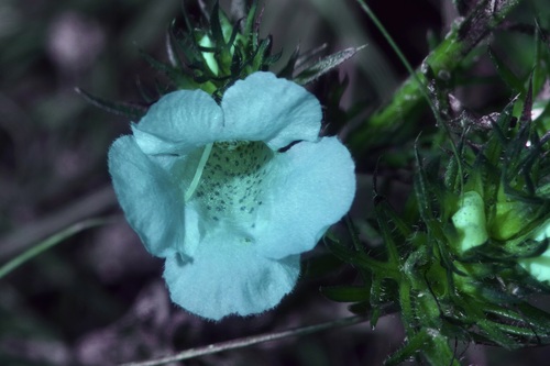 Image of Agalinis densiflora by (c) Michelle W. （鍾偉瑋）, some rights reserved (CC BY)