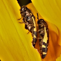 Acmaeodera pulchella