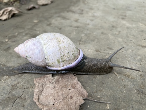 Porphyrobaphe iostoma (G.B.Sowerby I, 1824)