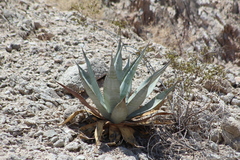 Agave turneri