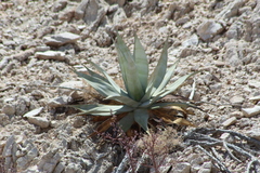 Agave turneri