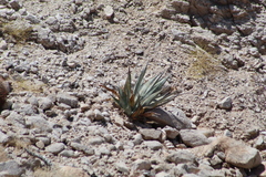 Agave turneri
