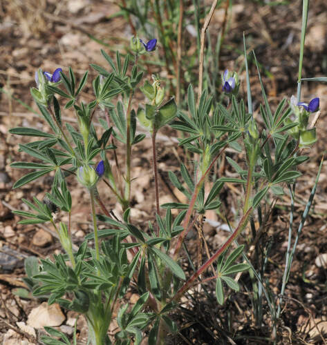 King's lupine (Lupinus kingii)