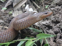 Stenorrhina degenhardtii
