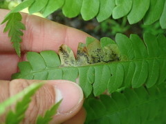 Chirosia filicis