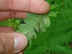 Chirosia filicis