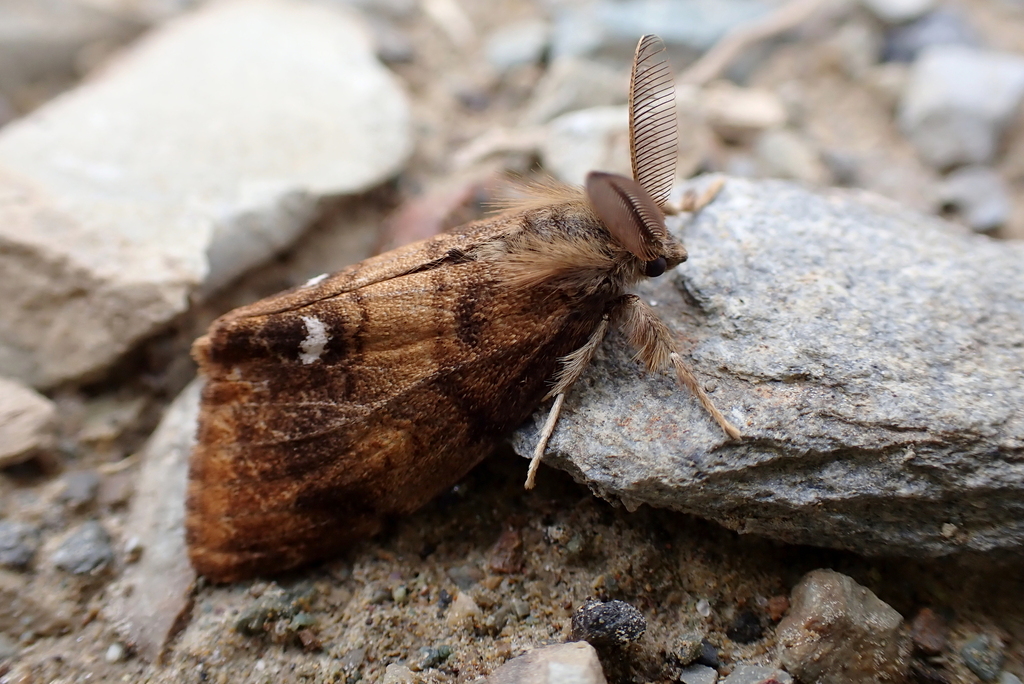 Rusty Tussock Moth from Аламбай, Алтайский край, Россия, 659251 on ...