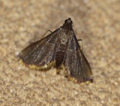 Endotricha mesenterialis