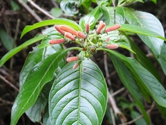 Hamelia rovirosae