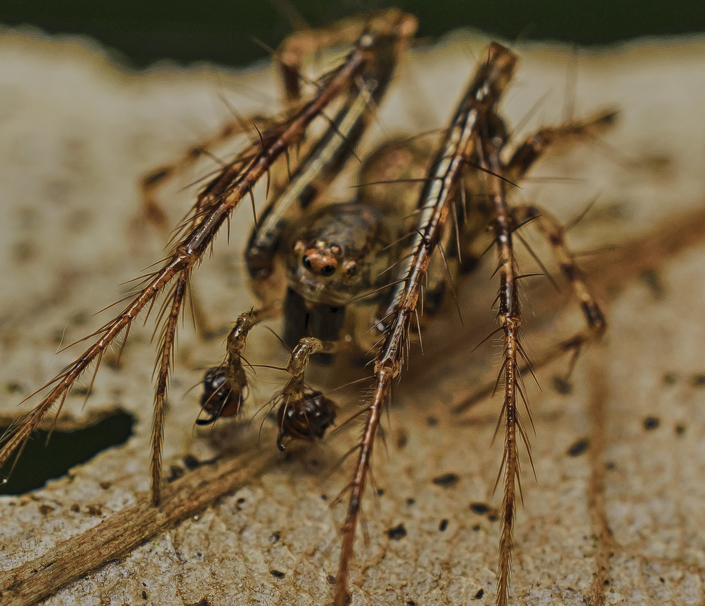 Australasian Pirate Spiders