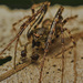 Australasian Pirate Spiders - Photo (c) Wendy Allen, some rights reserved (CC BY-NC), uploaded by Wendy Allen