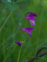 Gladiolus palustris