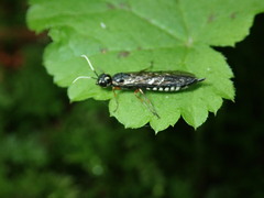 Xiphydria maculata