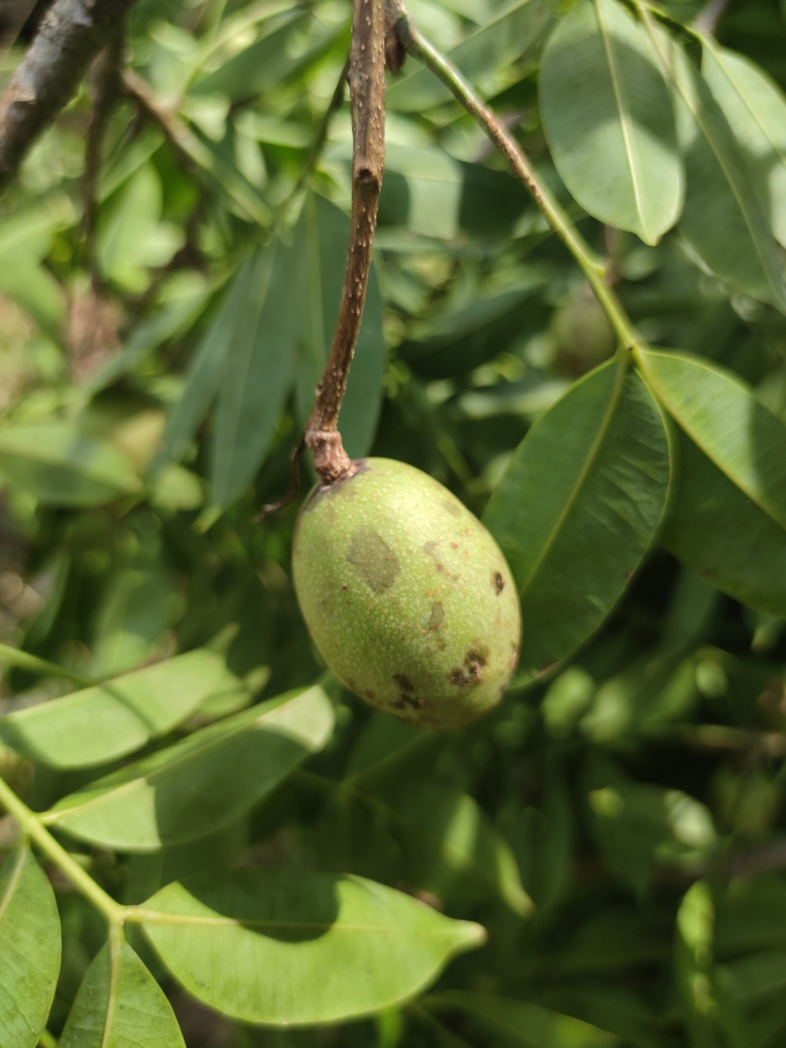 Foto de Spondias dulcis Parkinson
